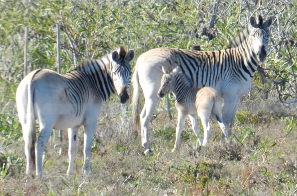 Conservation News