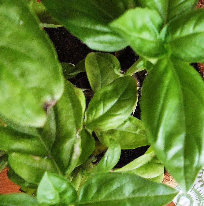 Fresh Basil Pesto